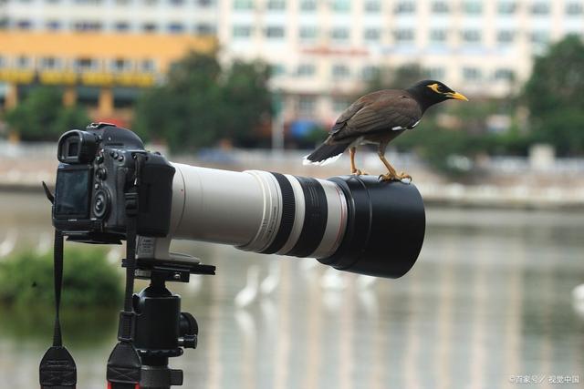拍鸟的镜头叫什么